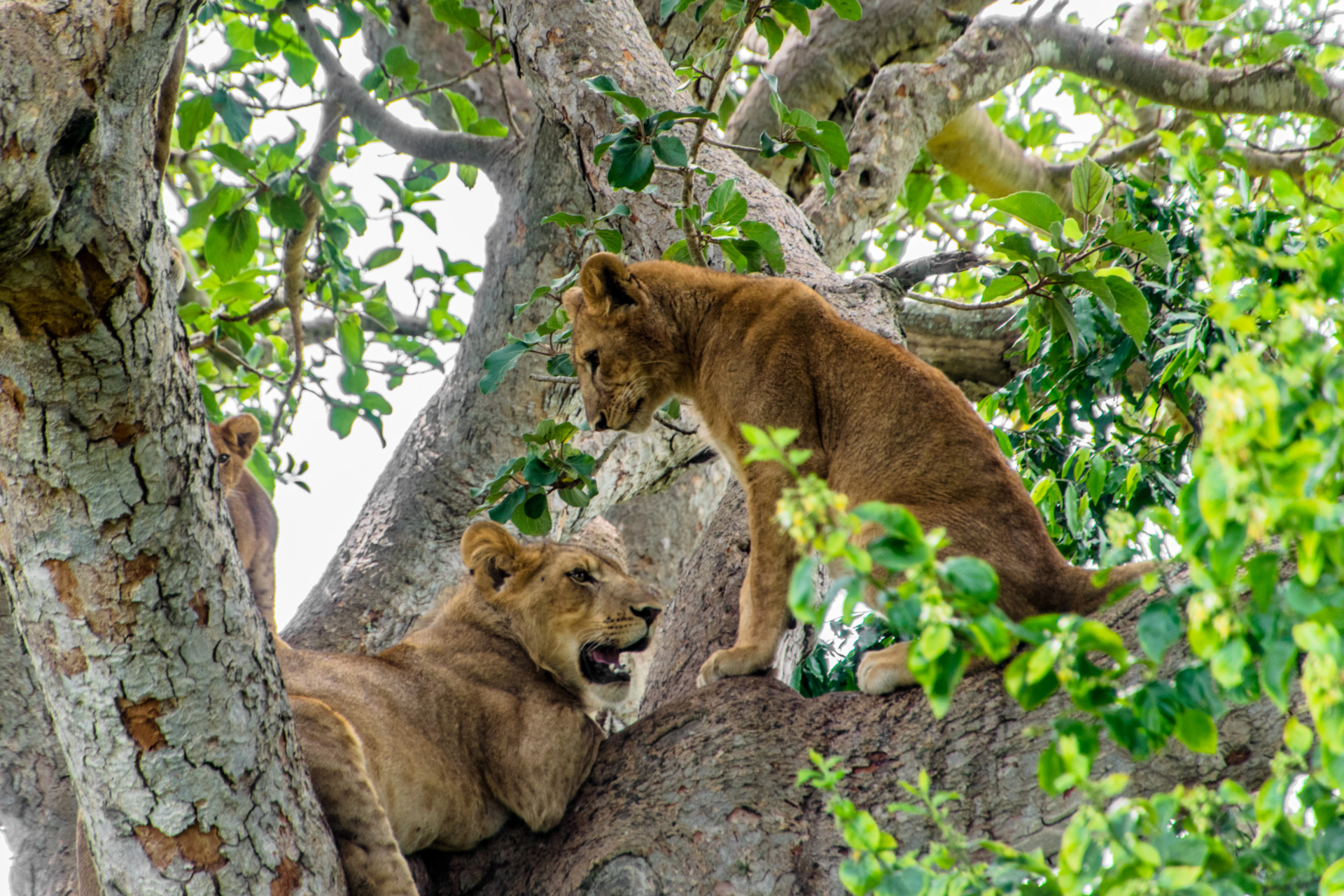 Queen Elizabeth National Park Bezoeken Habari Travel