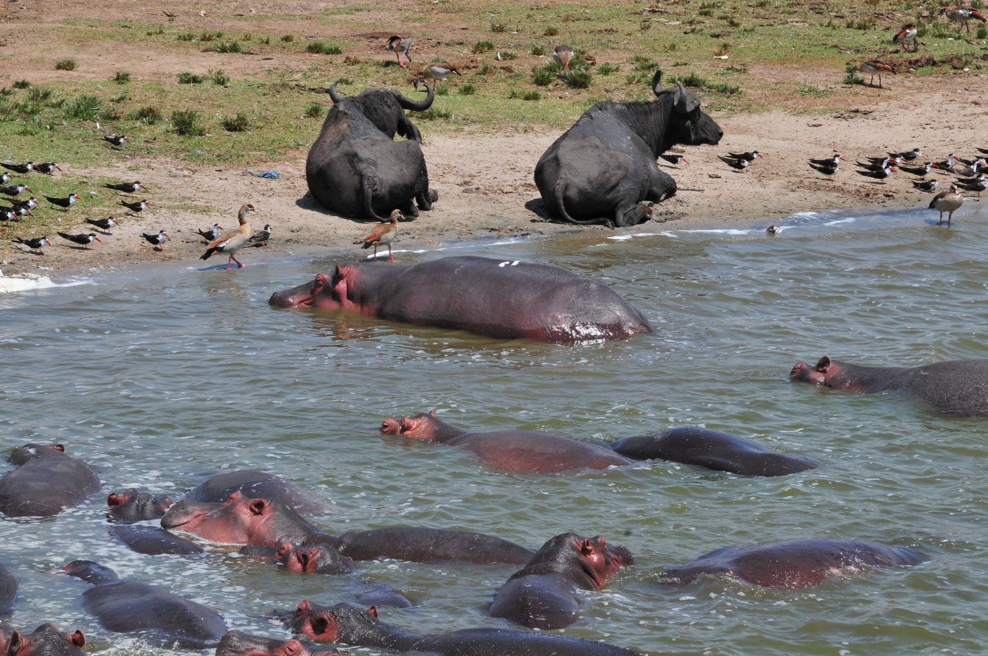 Queen Elizabeth National Park Bezoeken Habari Travel